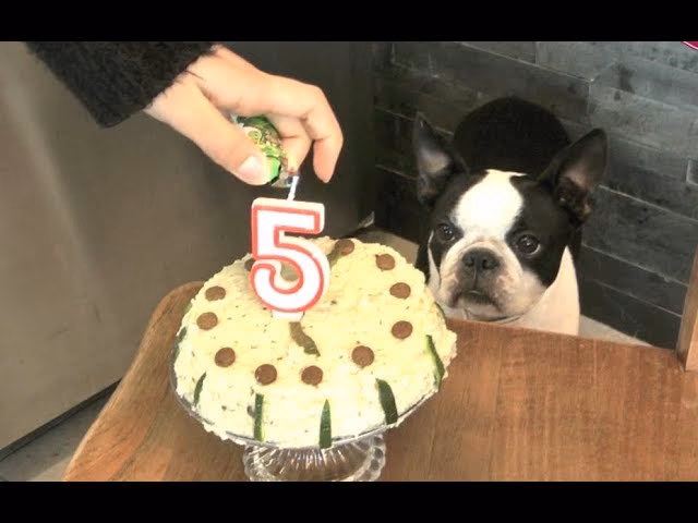 ¿Cómo darle homenaje a un perro con pasteles sin horno?