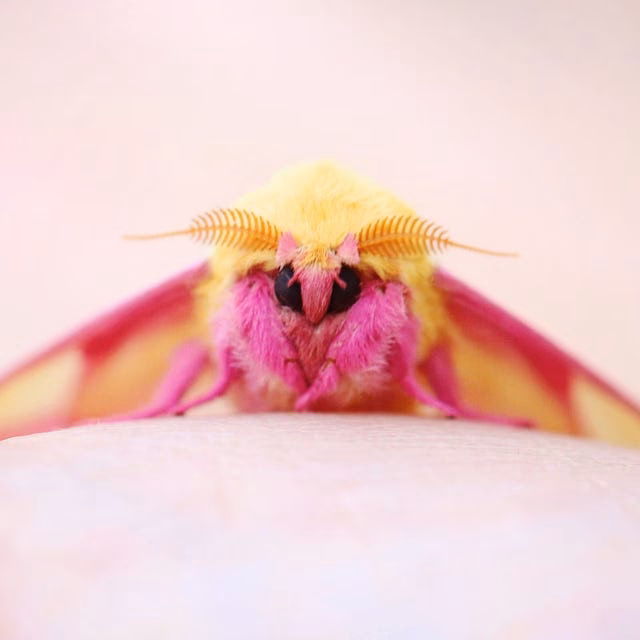 What does a rosy maple moth look like?