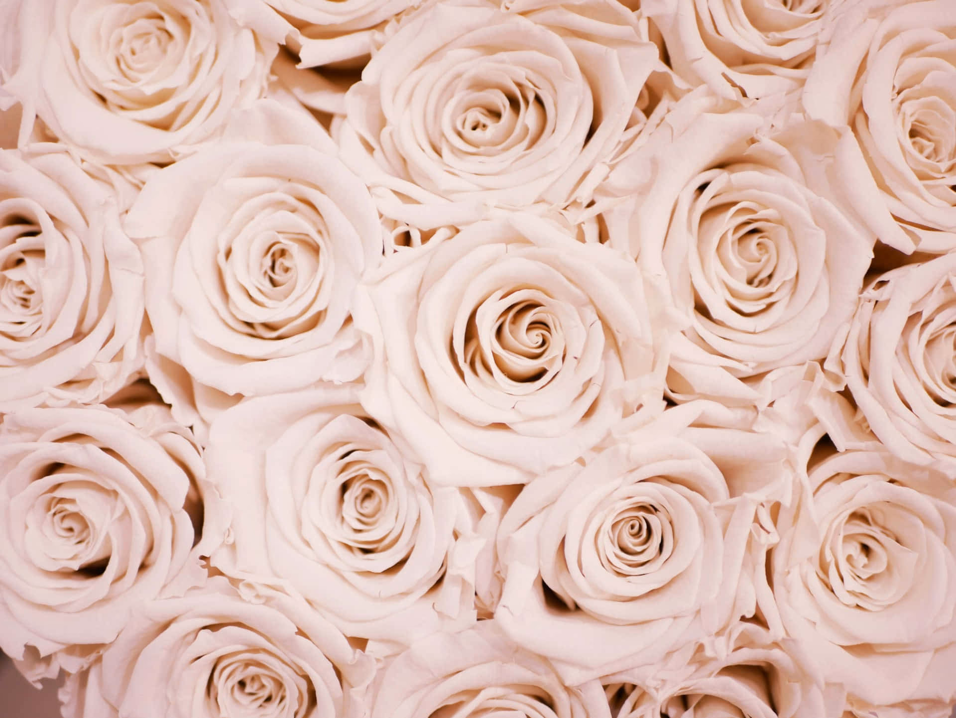 How many cute rose gold wallpapers are there?