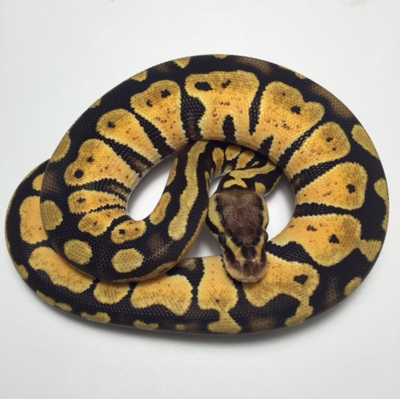 Is a pastel ball python a good pet snake?