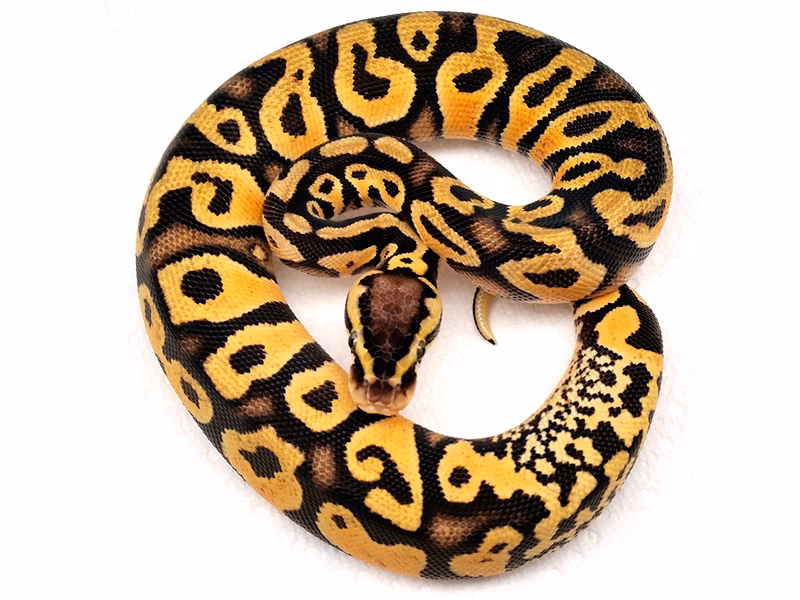 What does a pastel Python look like?