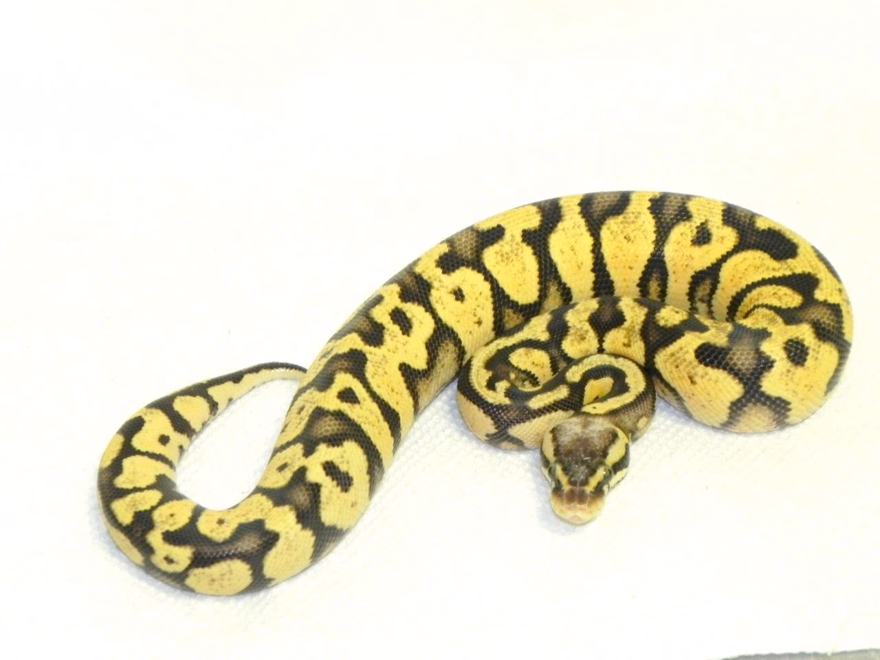 What does a pastel Python look like?