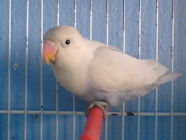 ¿Qué es el pastel blanco con frutas frescas?