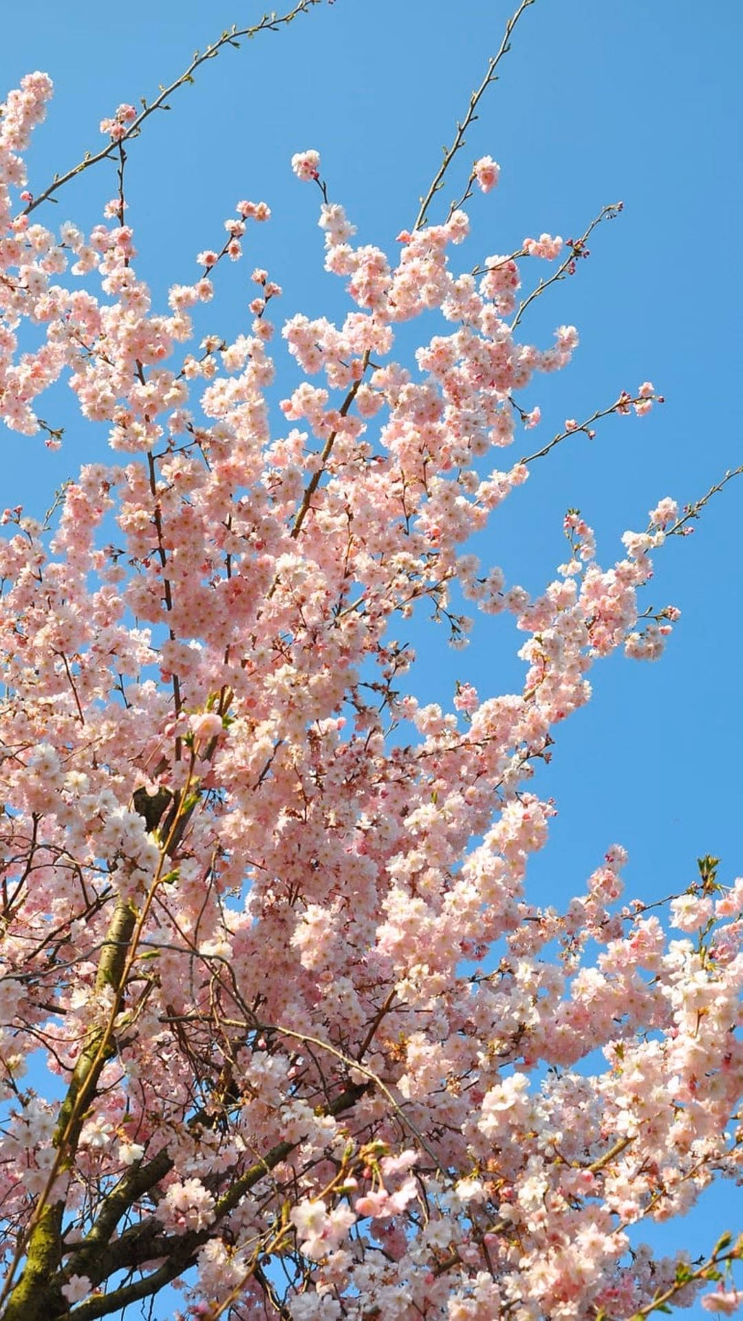 What is a pink perfume bottle?