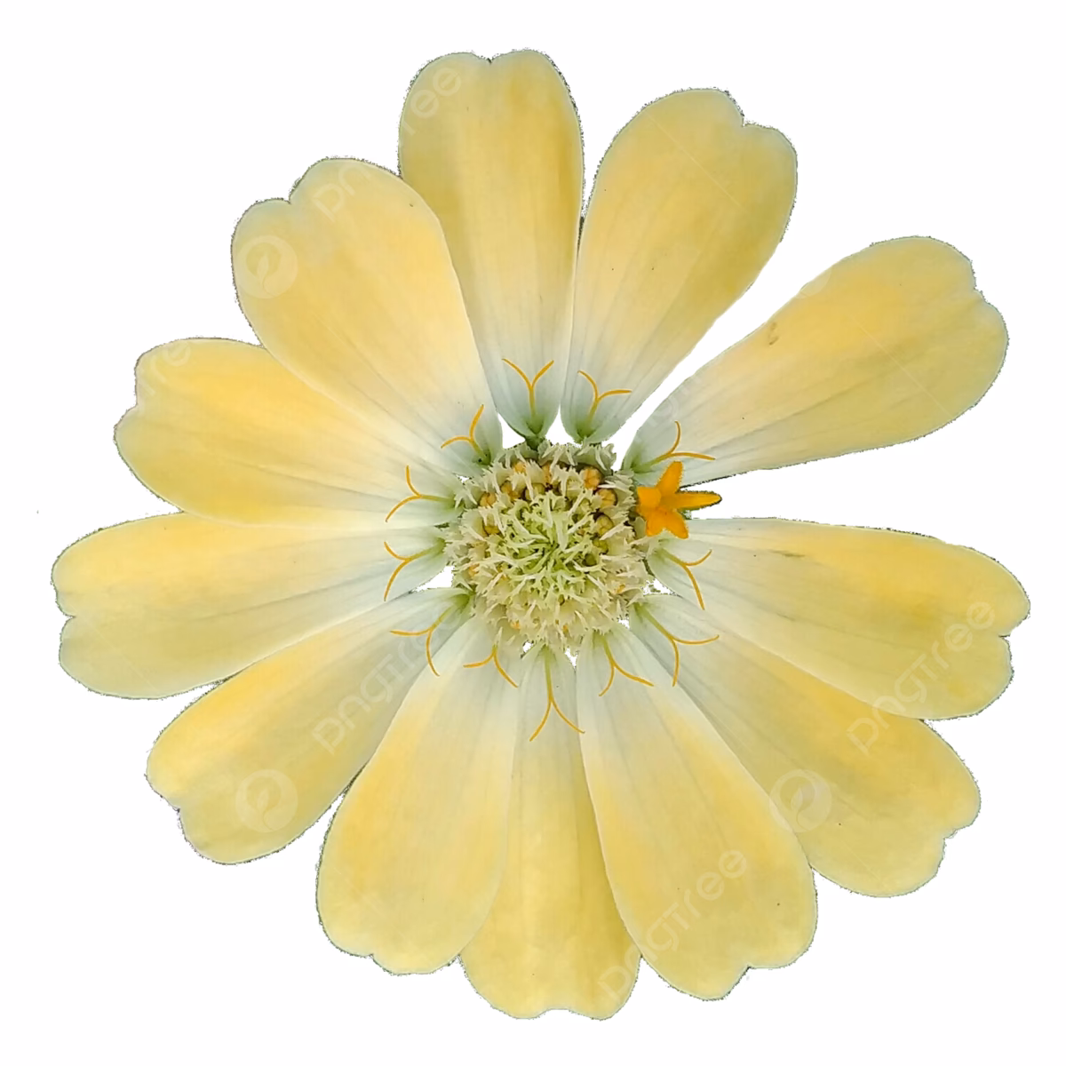 ¿Qué atrae a las plantas con flores amarillas pequeñas?