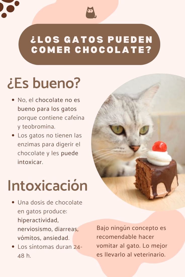 ¿Qué pasa si le doy chocolate a mi gato?