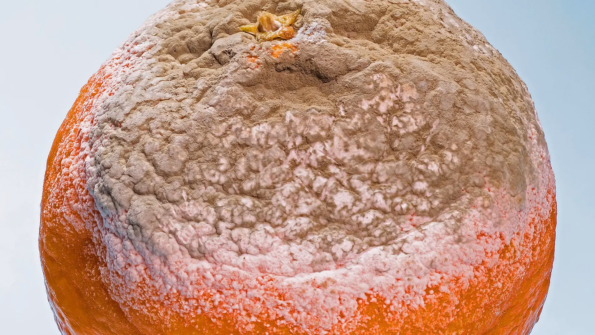 ¿Qué pasa si un postre está lleno de moho?