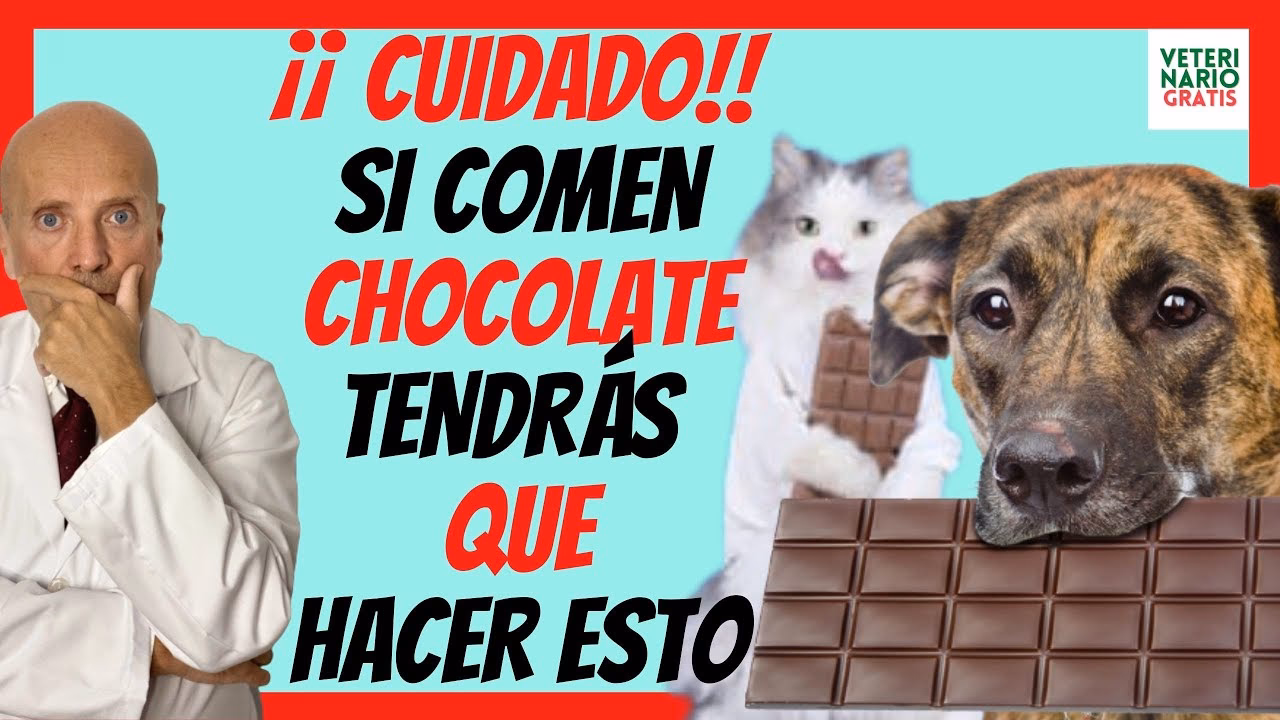 ¿Qué efectos tiene el chocolate en los perros?