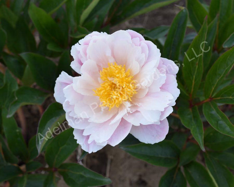 Are peony pre-orders still being shipped?