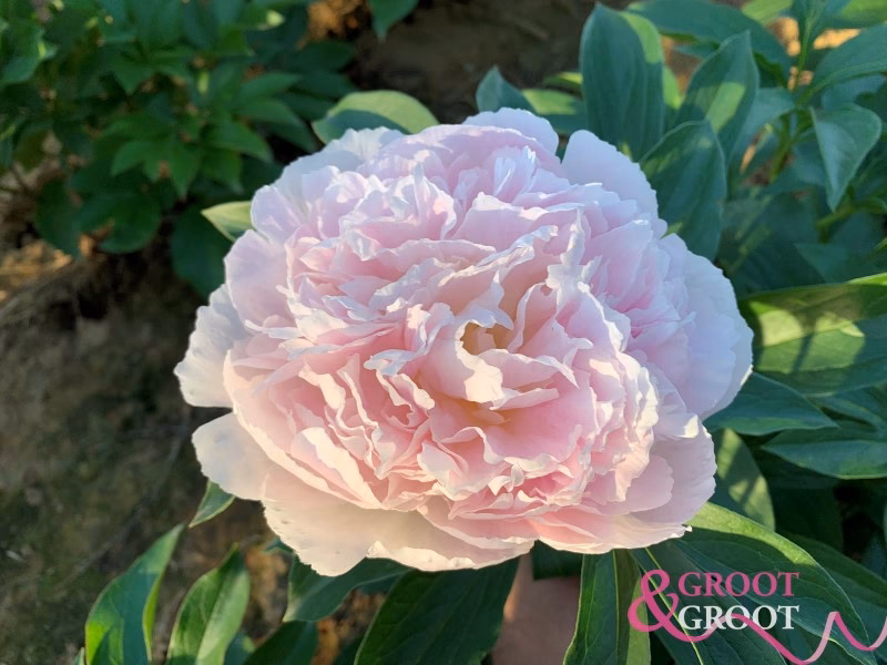 What color do Peonies Bloom?