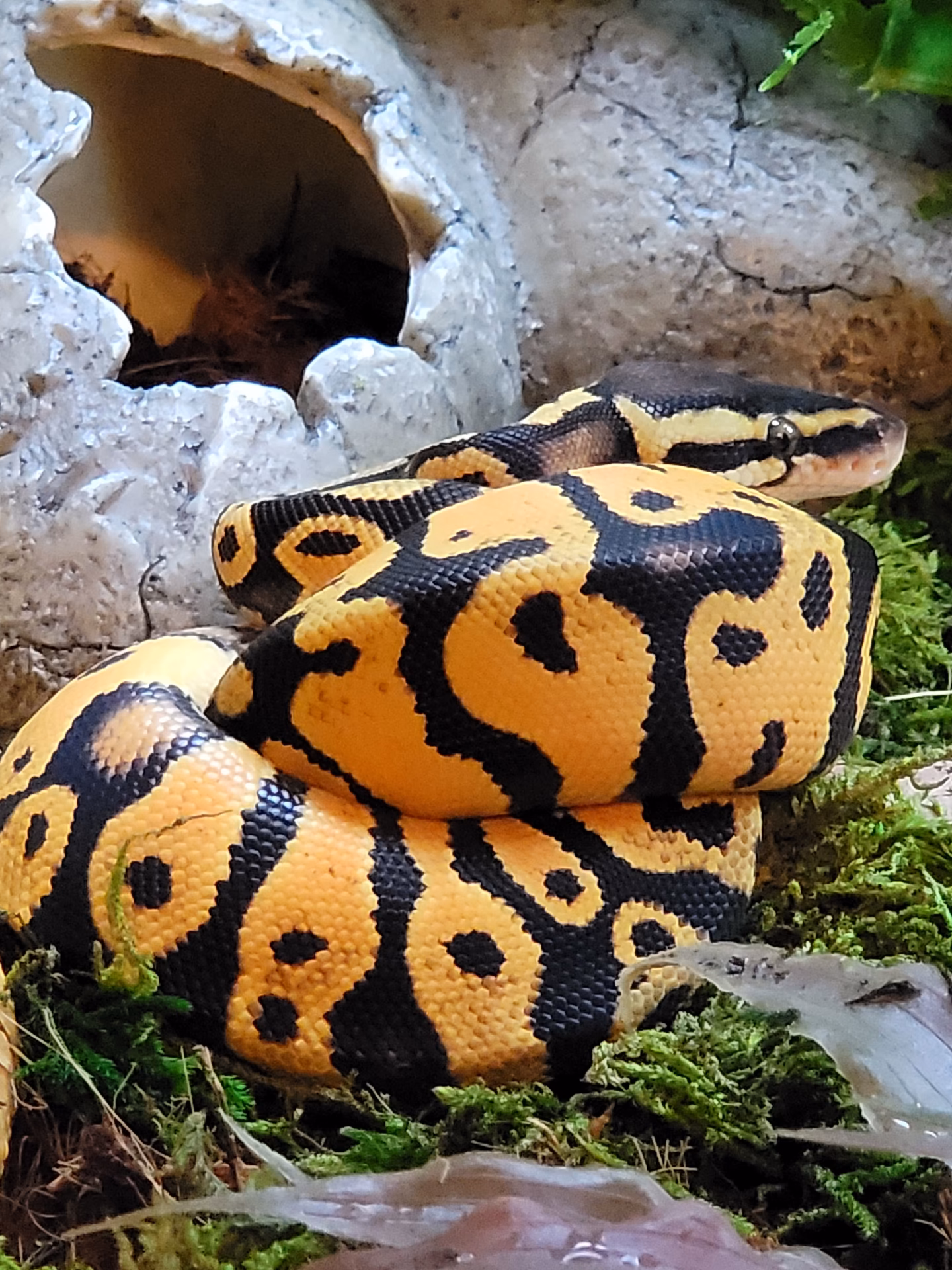 What is a pastel ball python?