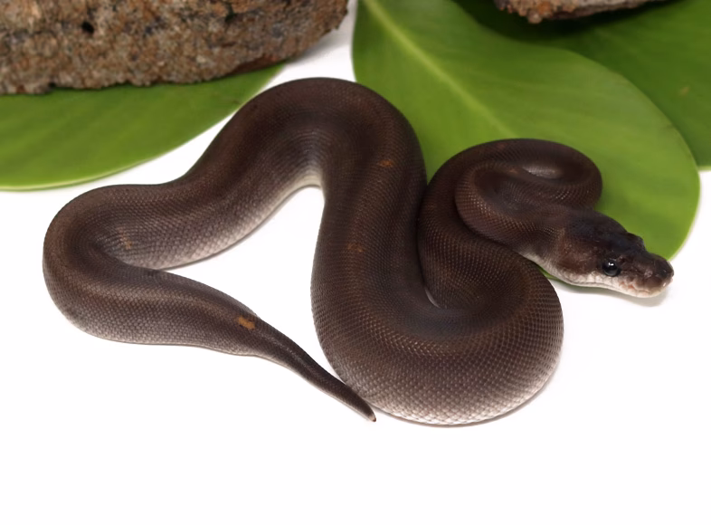 Where can I buy a super black pastel ball python?
