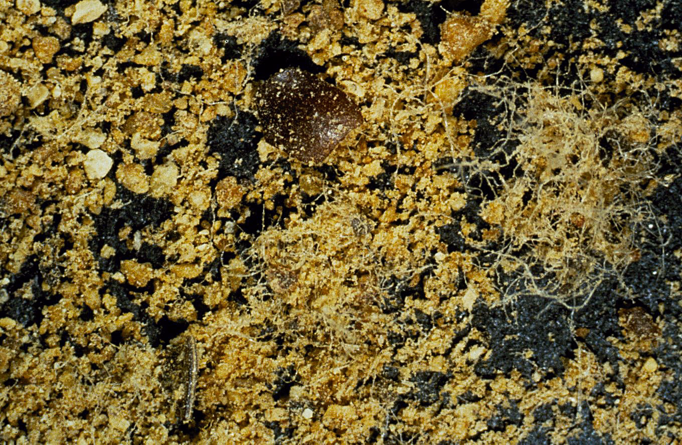 ¿Cómo hacer una pasta de algodon?
