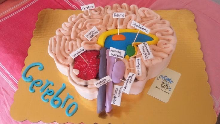 ¿Cuál es la diferencia entre el neuropilo y la torta?