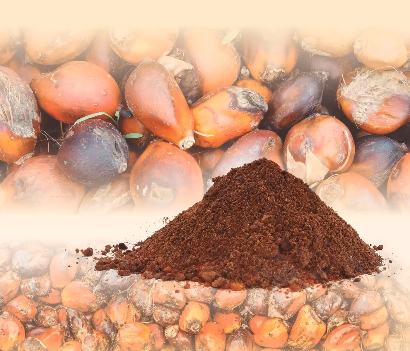 ¿Qué es la torta y harina de palmiste?