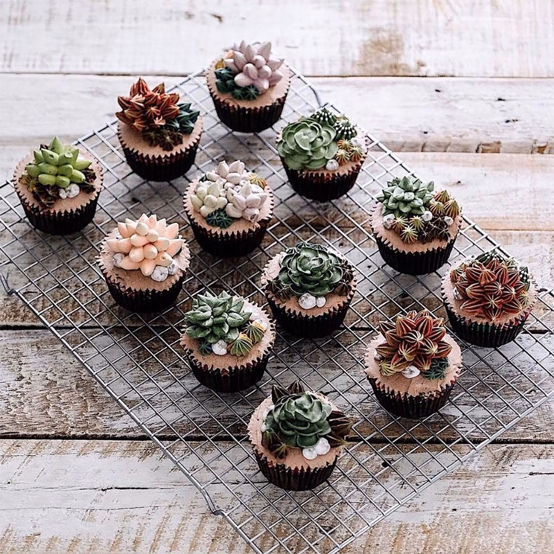 ¿Dónde puedo encontrar más información sobre Cactus y suculentas?