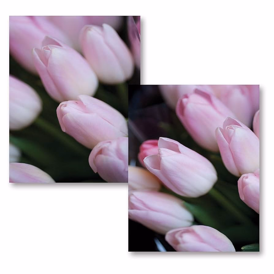 ¿Cuál es el color del tulipán negro?